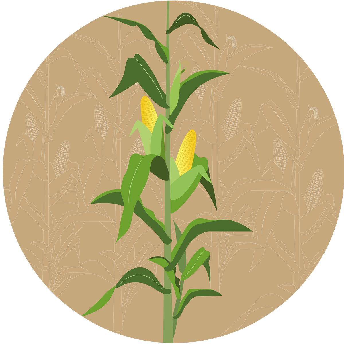Aahara F1 Forage Maize