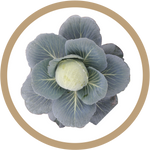 Kern 862 Hybrid Cabbage