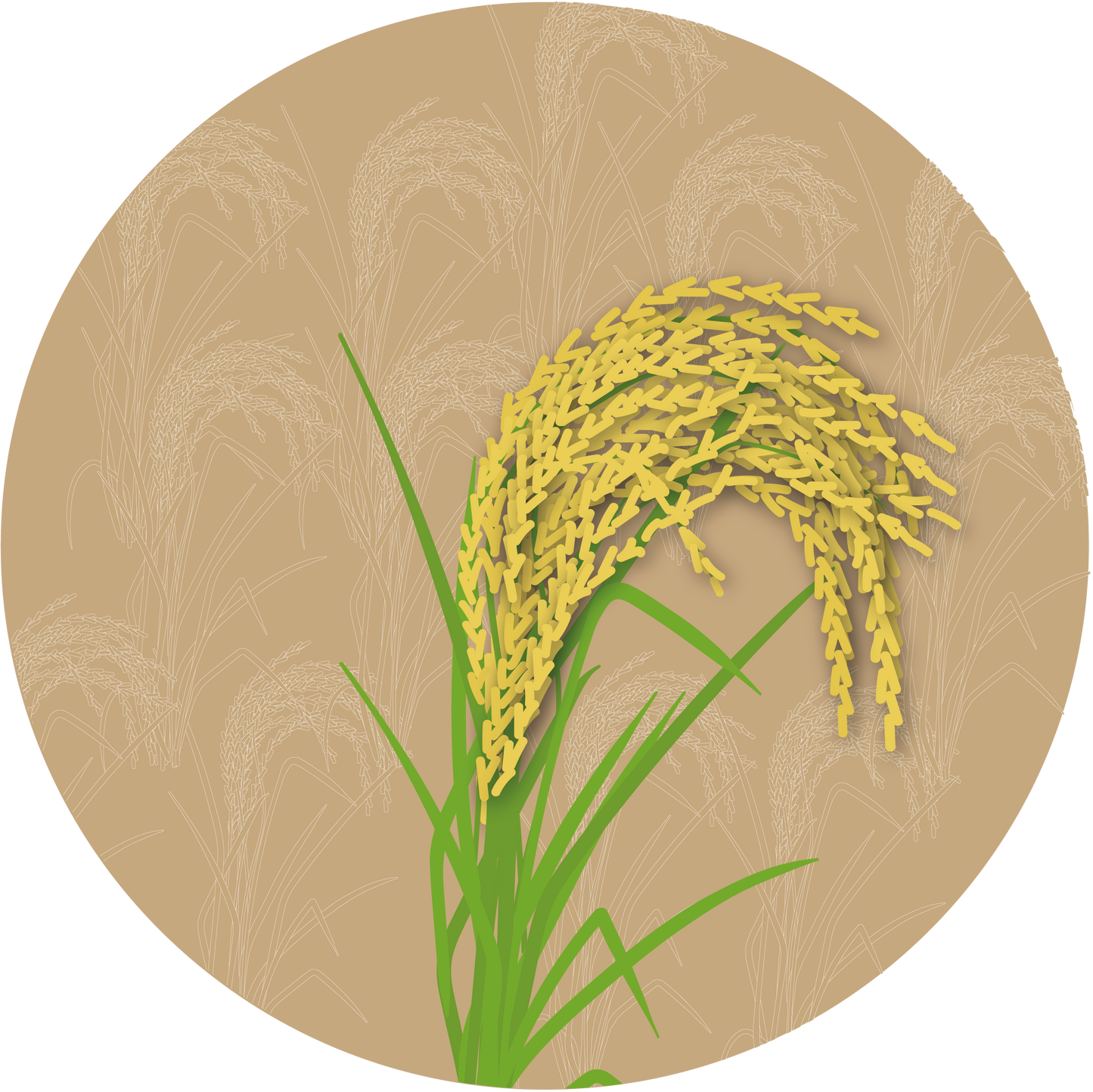 Kern 562 F1 Paddy