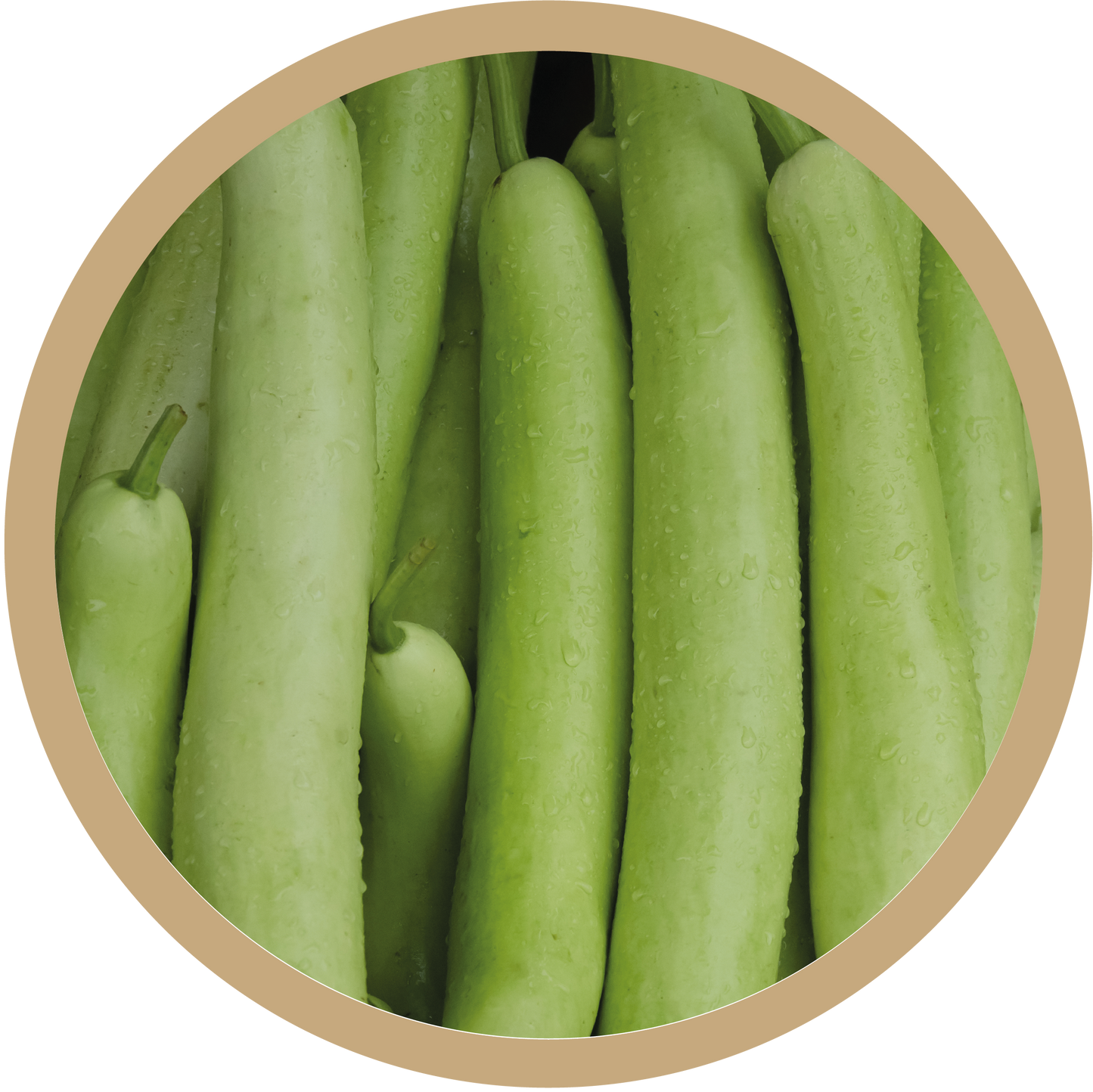 Kern 162 F1 Bottle Gourd