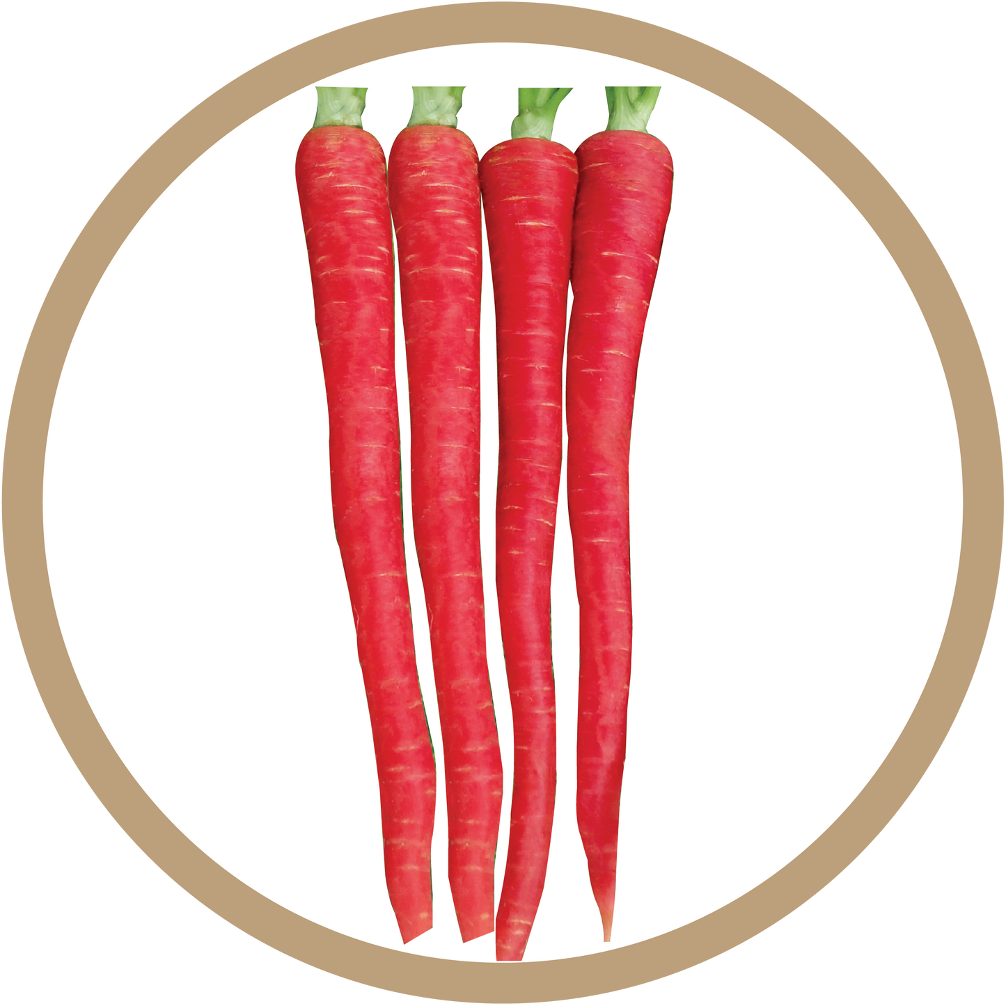 Kern 313 Desi Red Carrot
