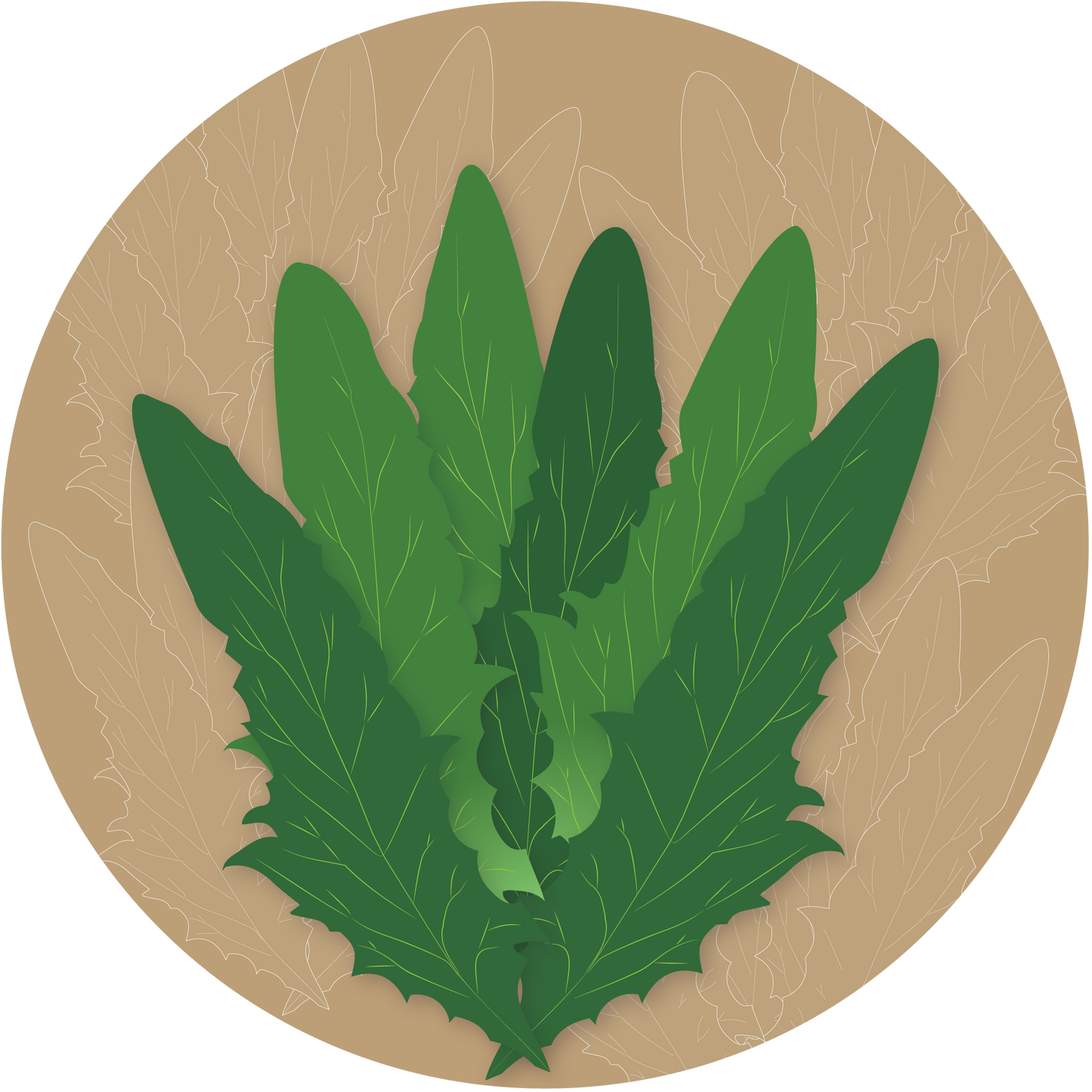 Chatori Chicory