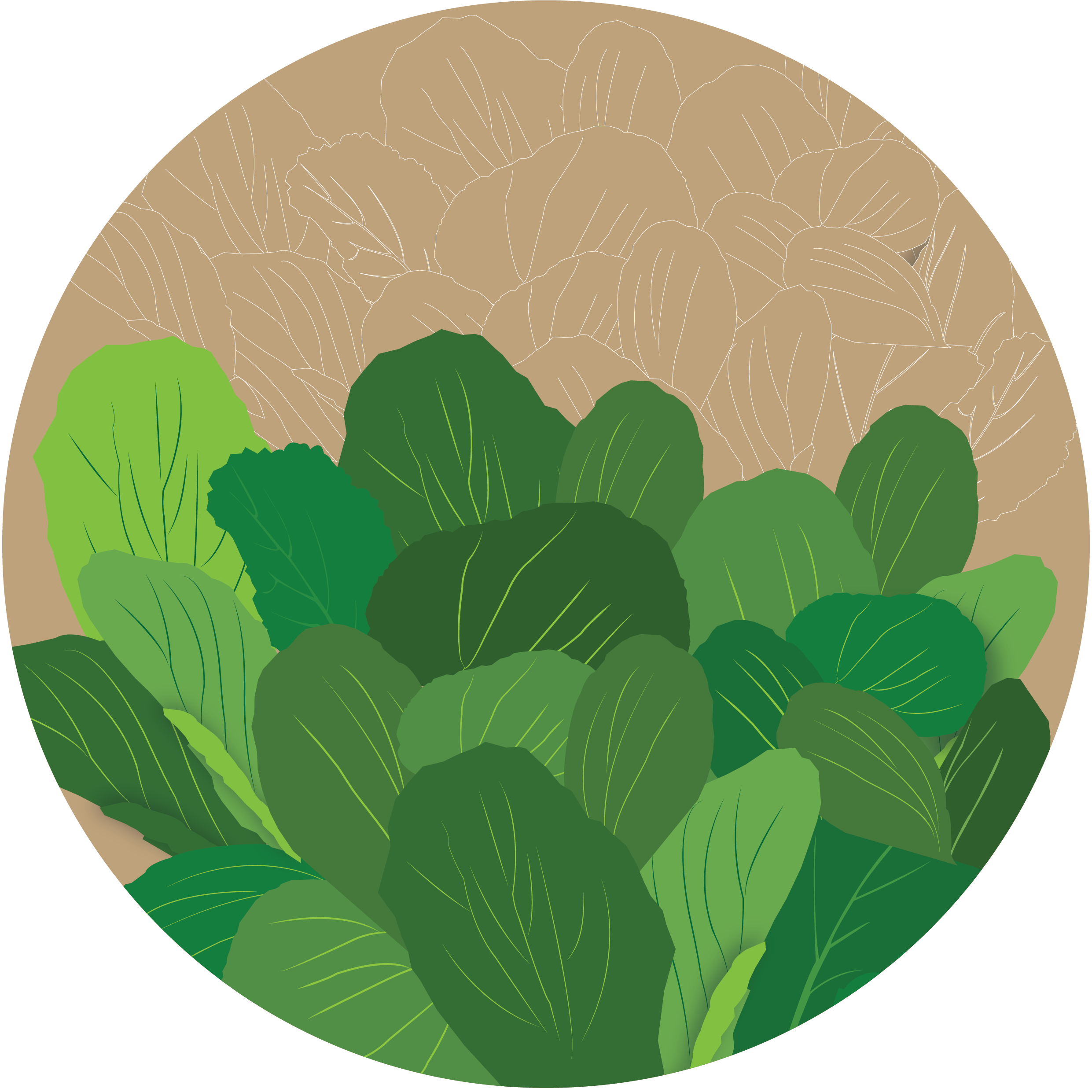 Magnum Chinese Mustard Kern Seedtech (P) Ltd