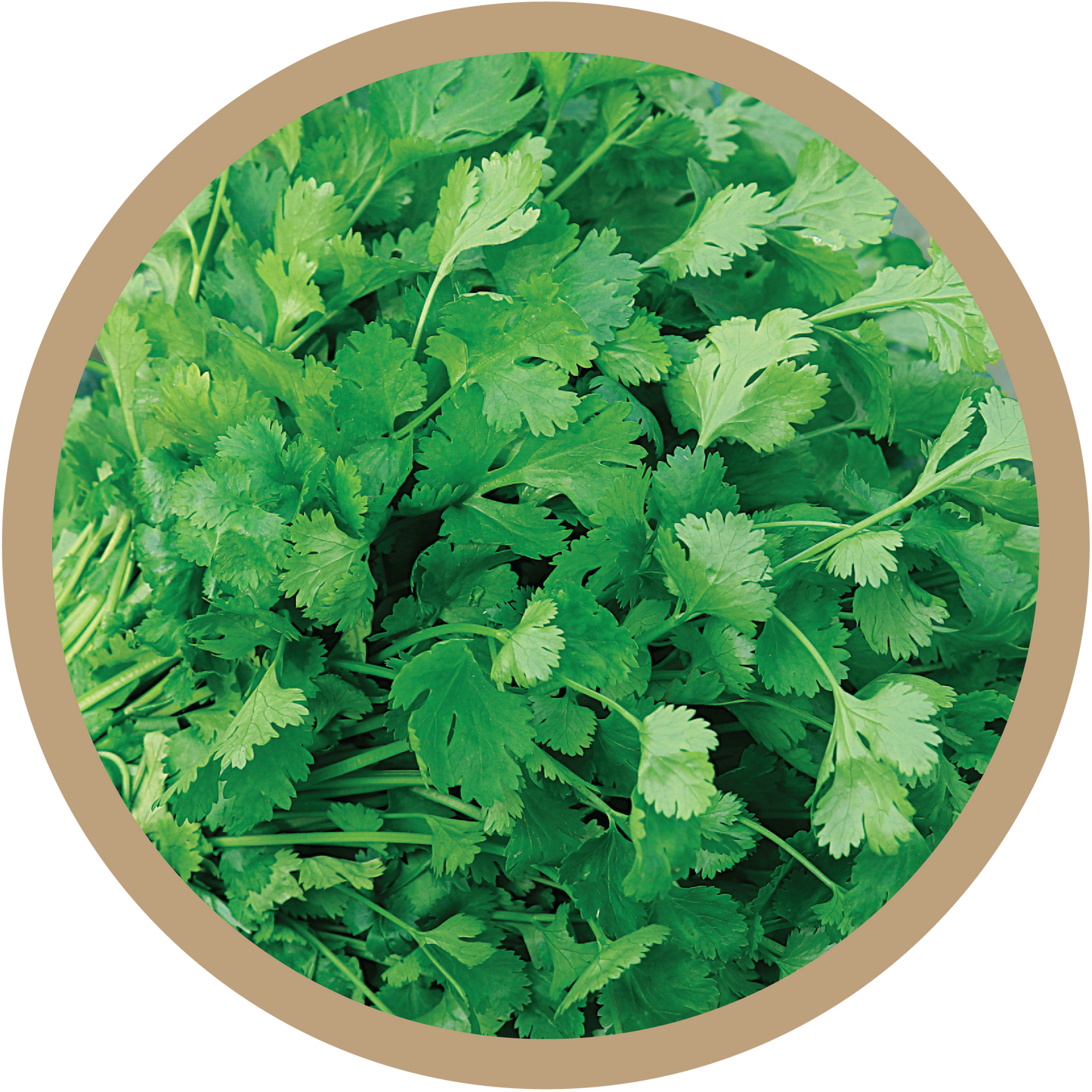 Kerncoriander, front