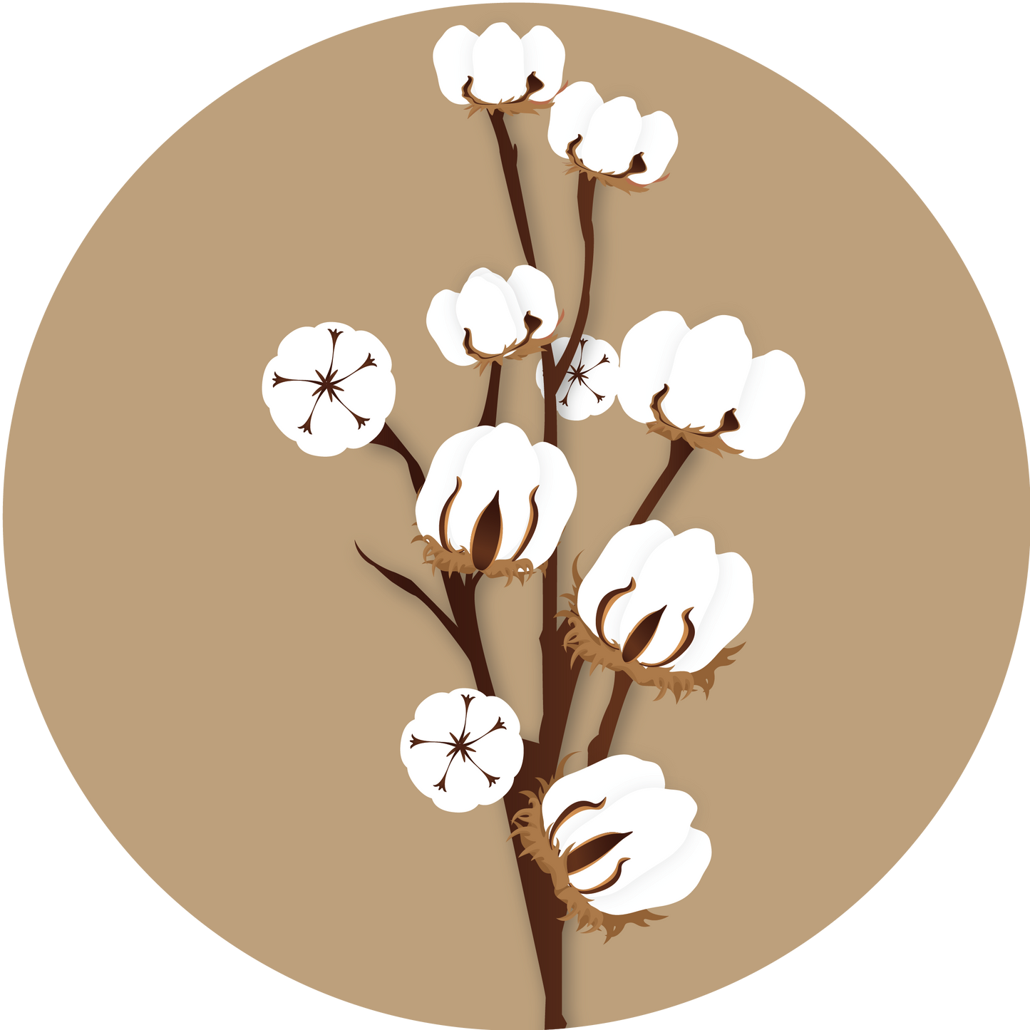 Kern 656 Bt 2 Cotton