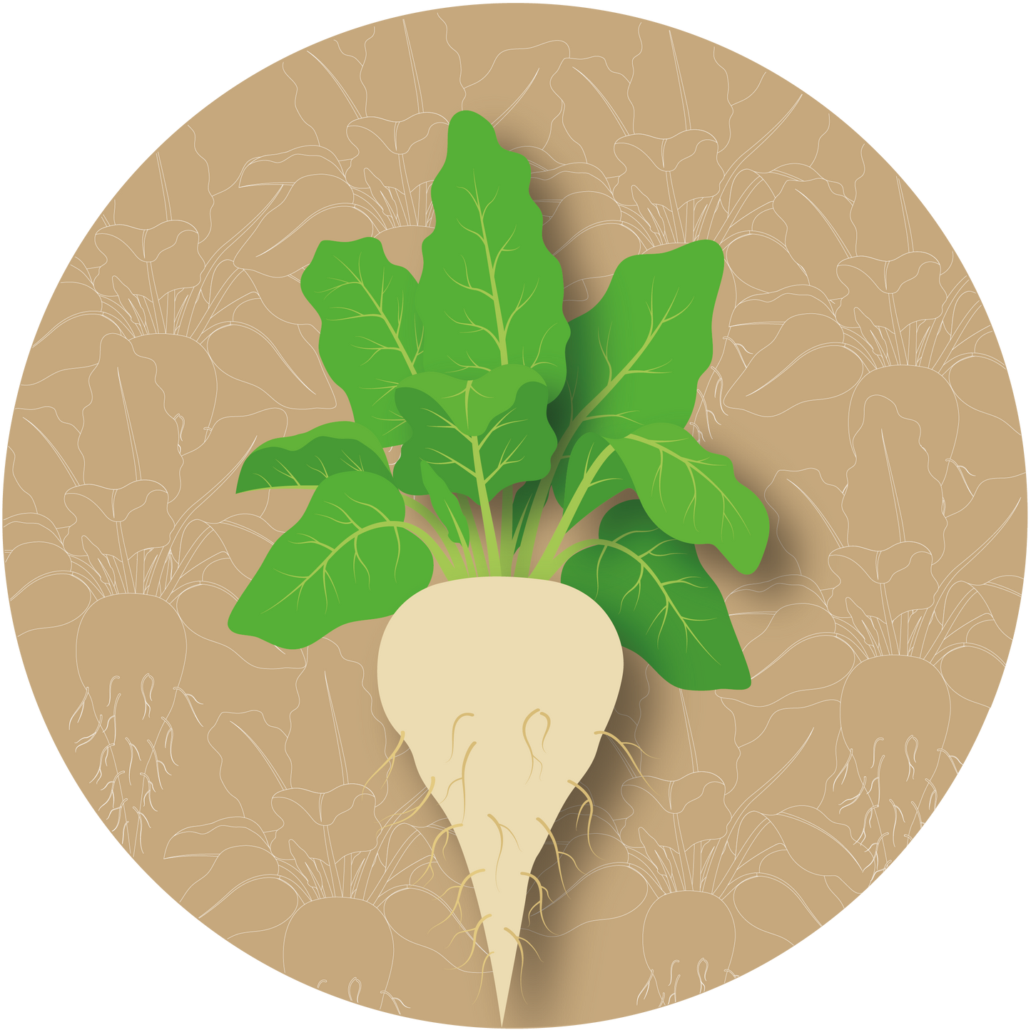 Gur Para Sugar Beet