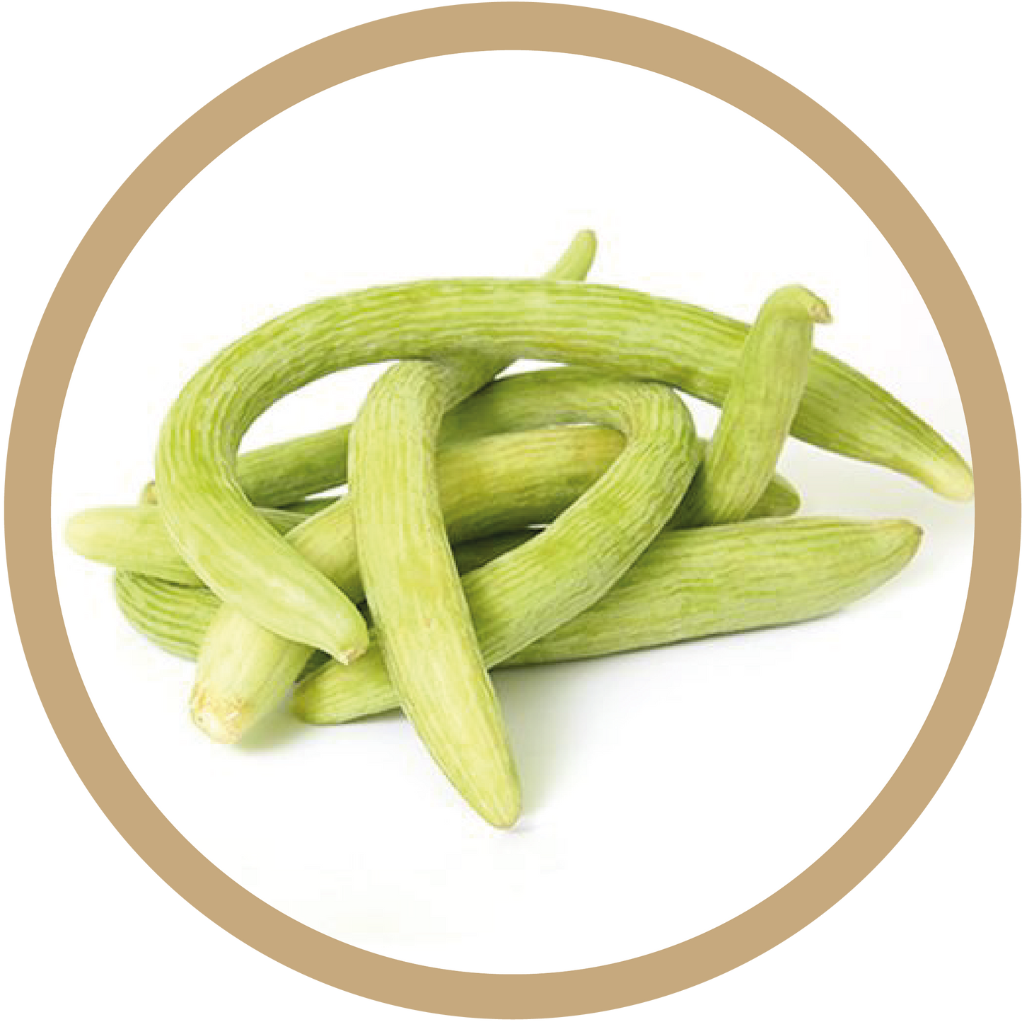 Kern 666 Long Melon