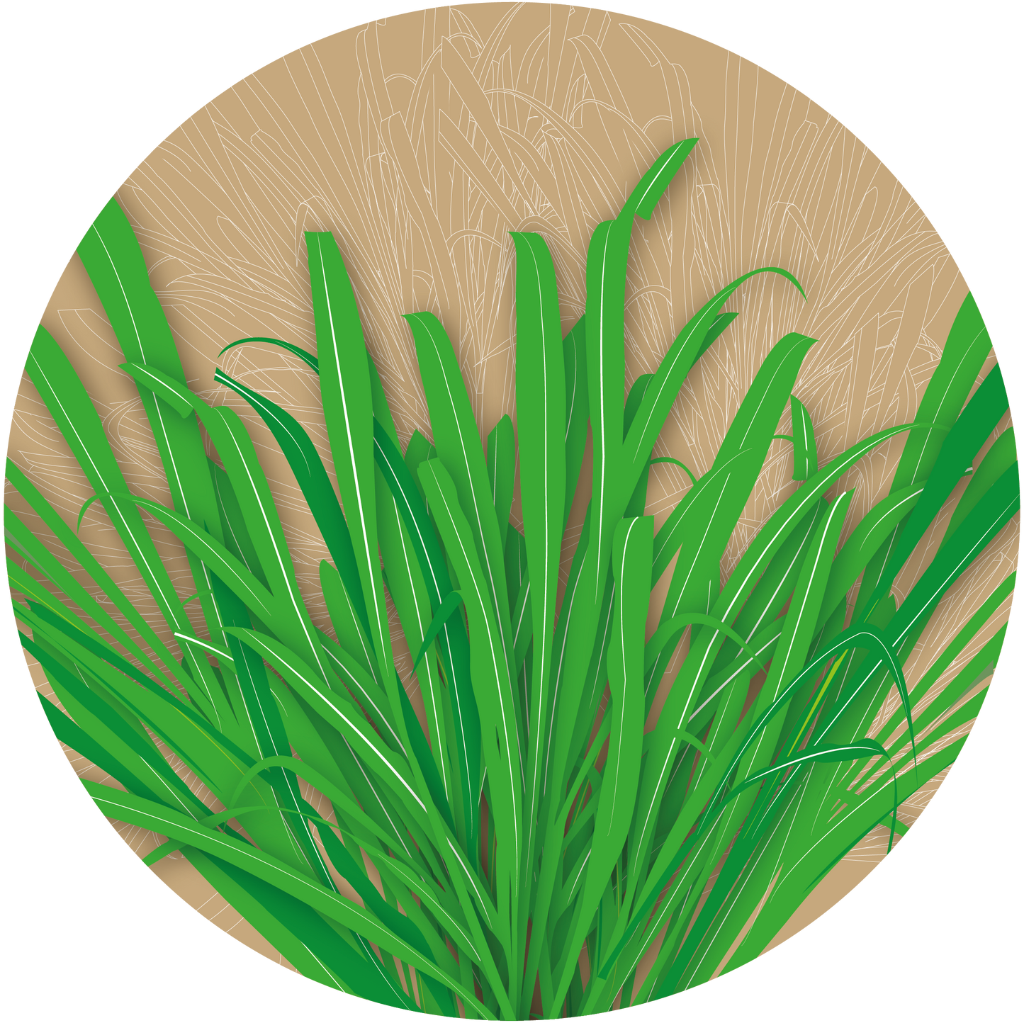 Malmali Ghaas Rye Grass