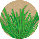 Malmali Ghaas Rye Grass