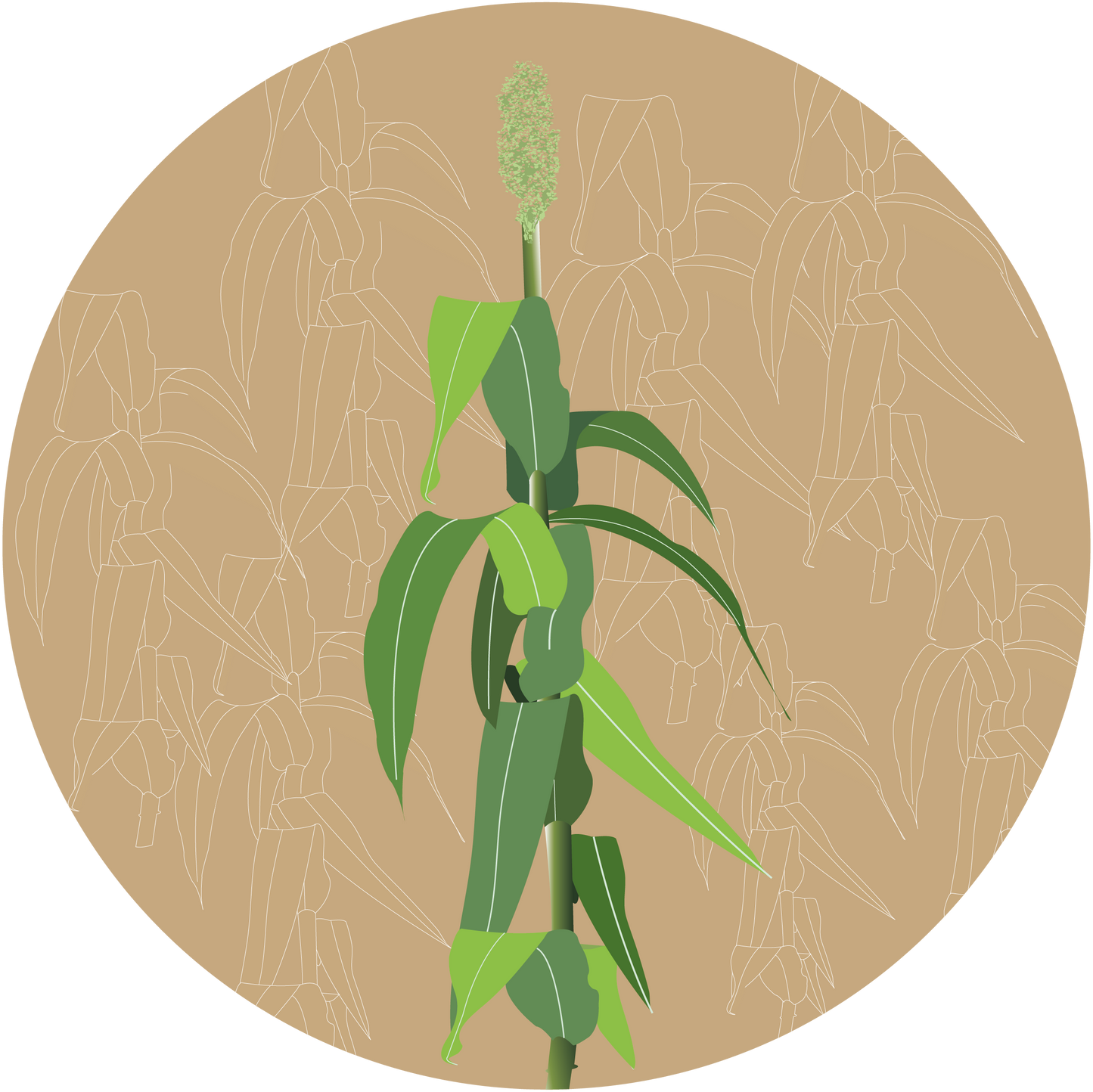Sugar Coat F1 Sweet Sorghum