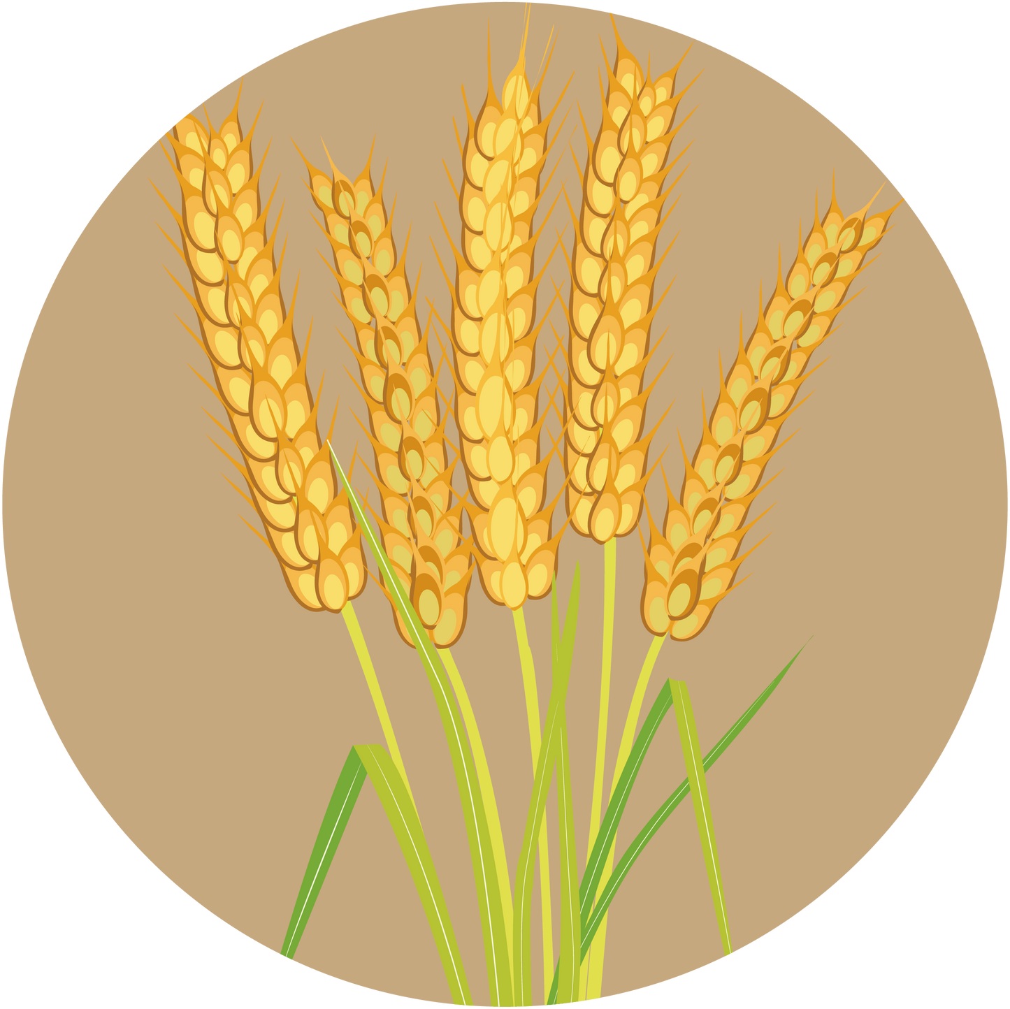 Kern 555 Wheat