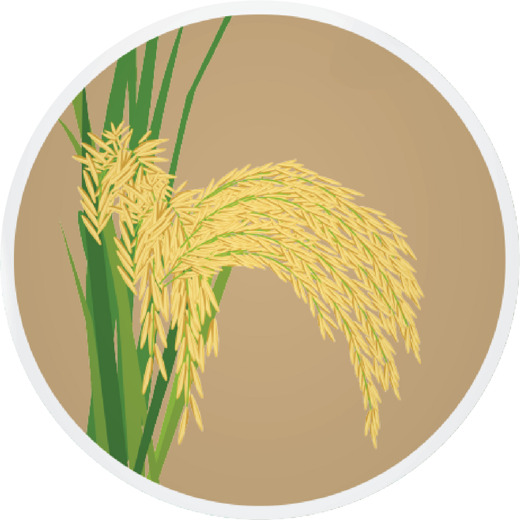 PB 1401 Paddy Basmati