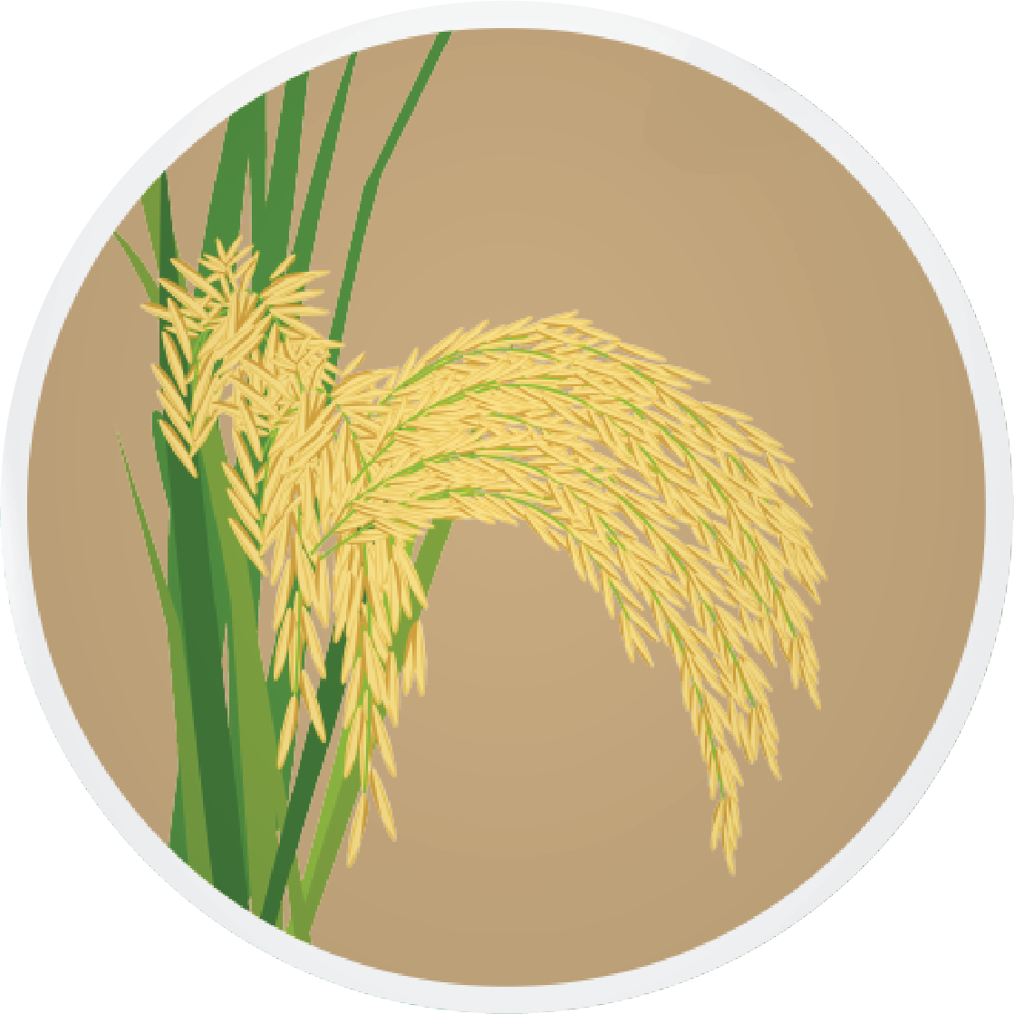 PB 1401 Paddy Basmati
