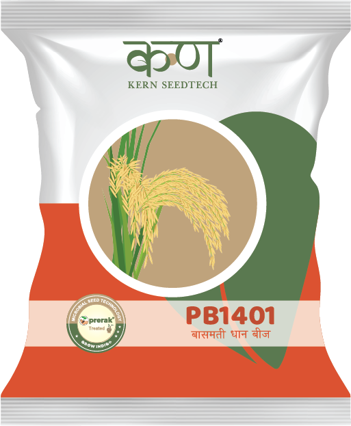 PB 1401 Paddy Basmati