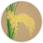 PB 1885 Paddy Basmati