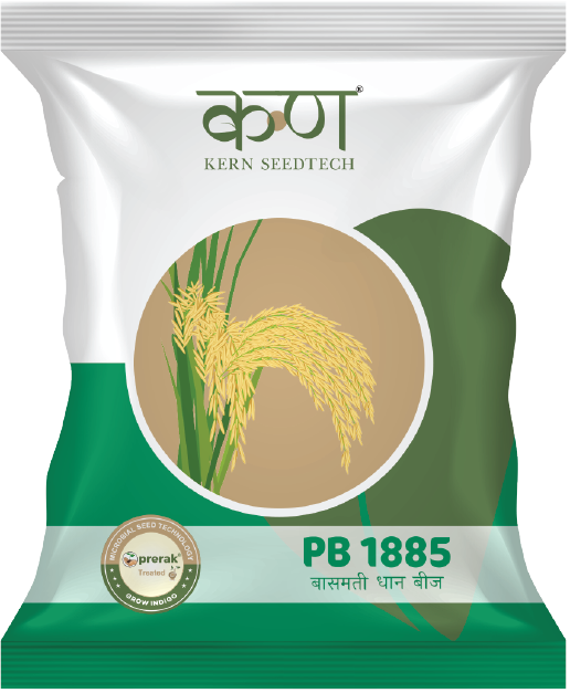 PB 1885 Paddy Basmati
