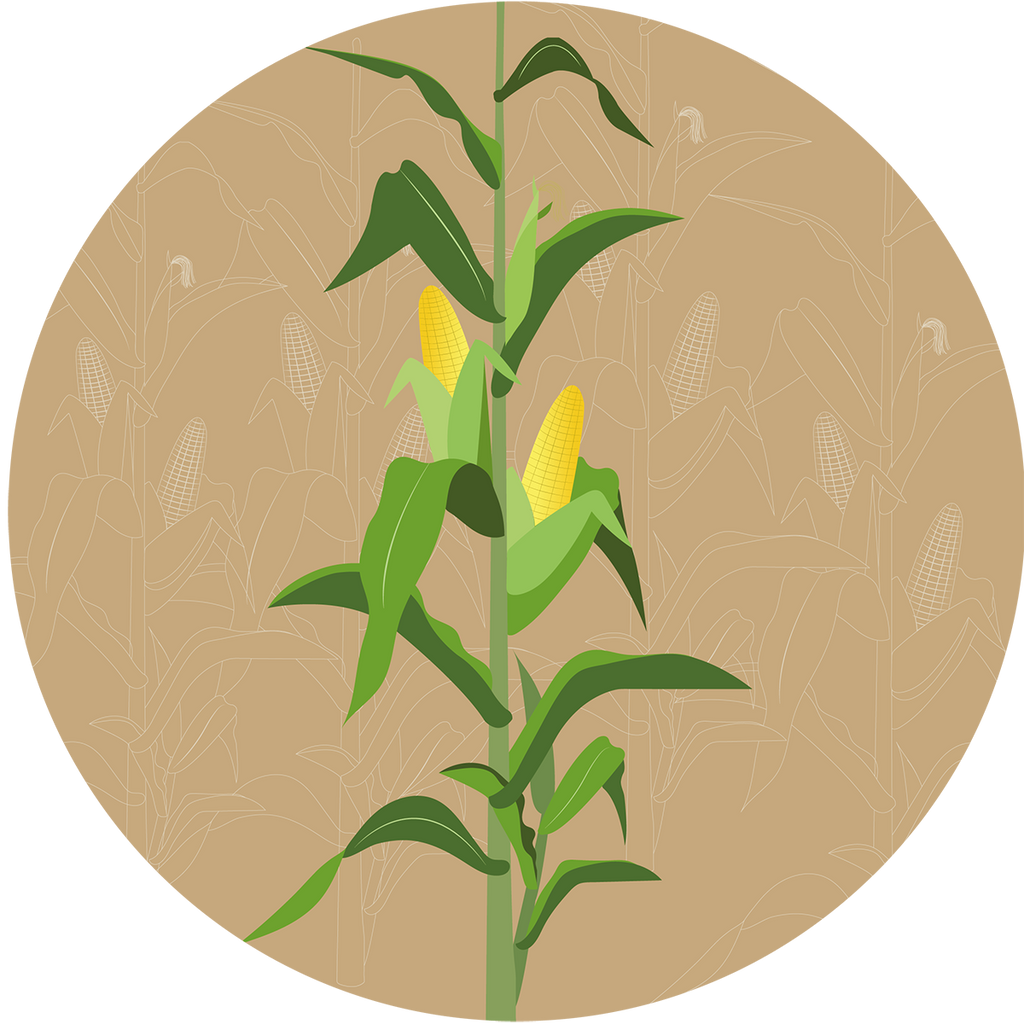 Aahara F1 Forage Maize