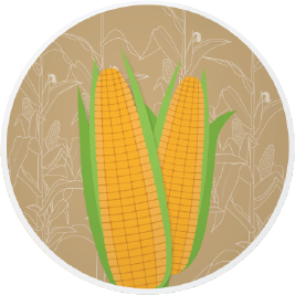 Kern 510 F1 Spring Maize