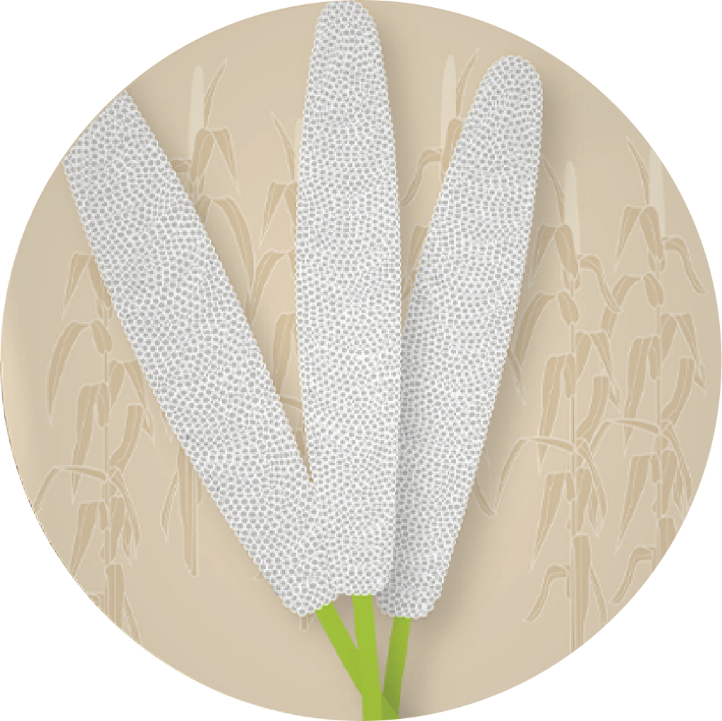 Kern 517 F1 Grain Bajra