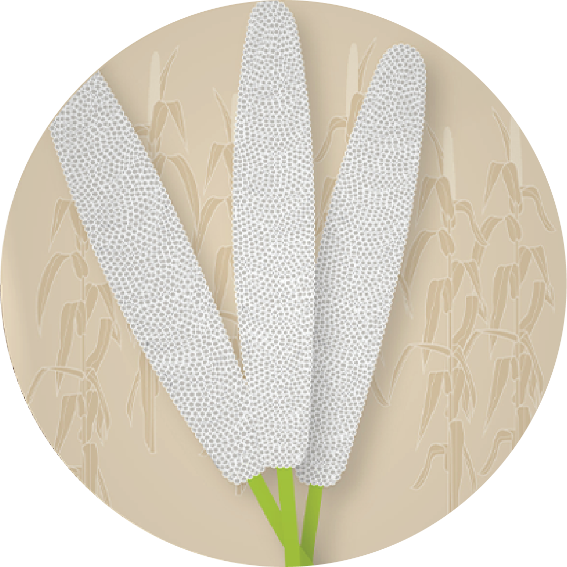 Kern 517 F1 Grain Bajra