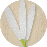 Kern 517 F1 Grain Bajra