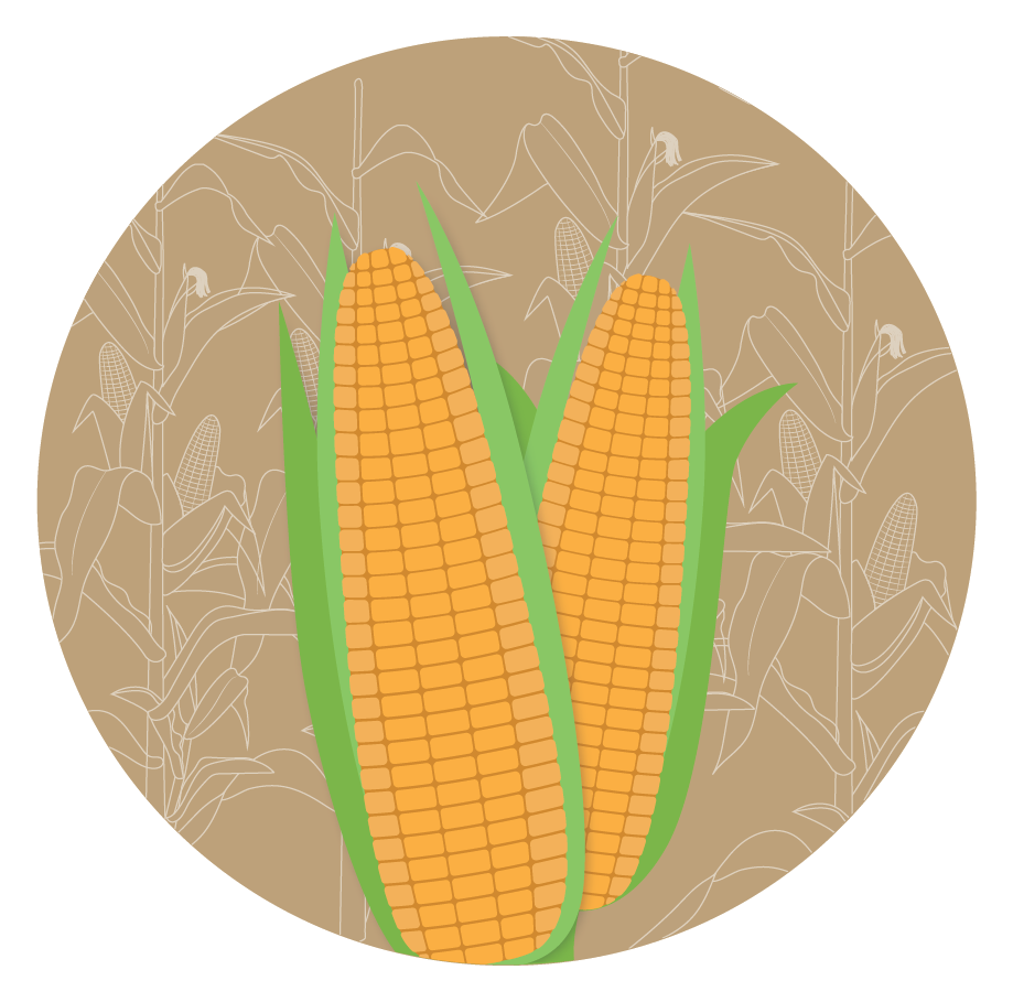 Kern 607 F1 Double Cross Maize