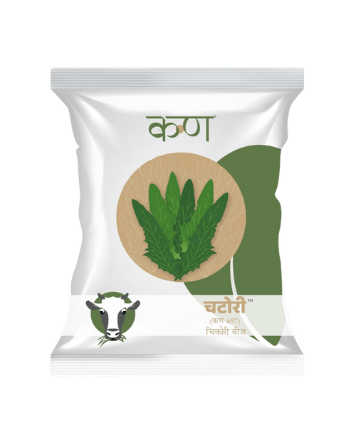 Chatori Chicory