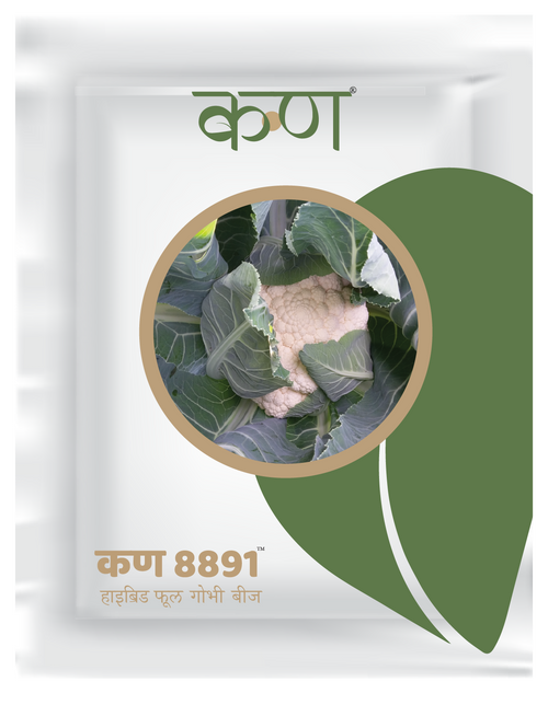 Kern 8891 Hybrid Cauliflower