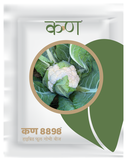 Kern 8898 Hybrid Cauliflower