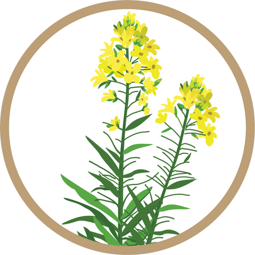 Kern 966 Gold F1 Black Mustard