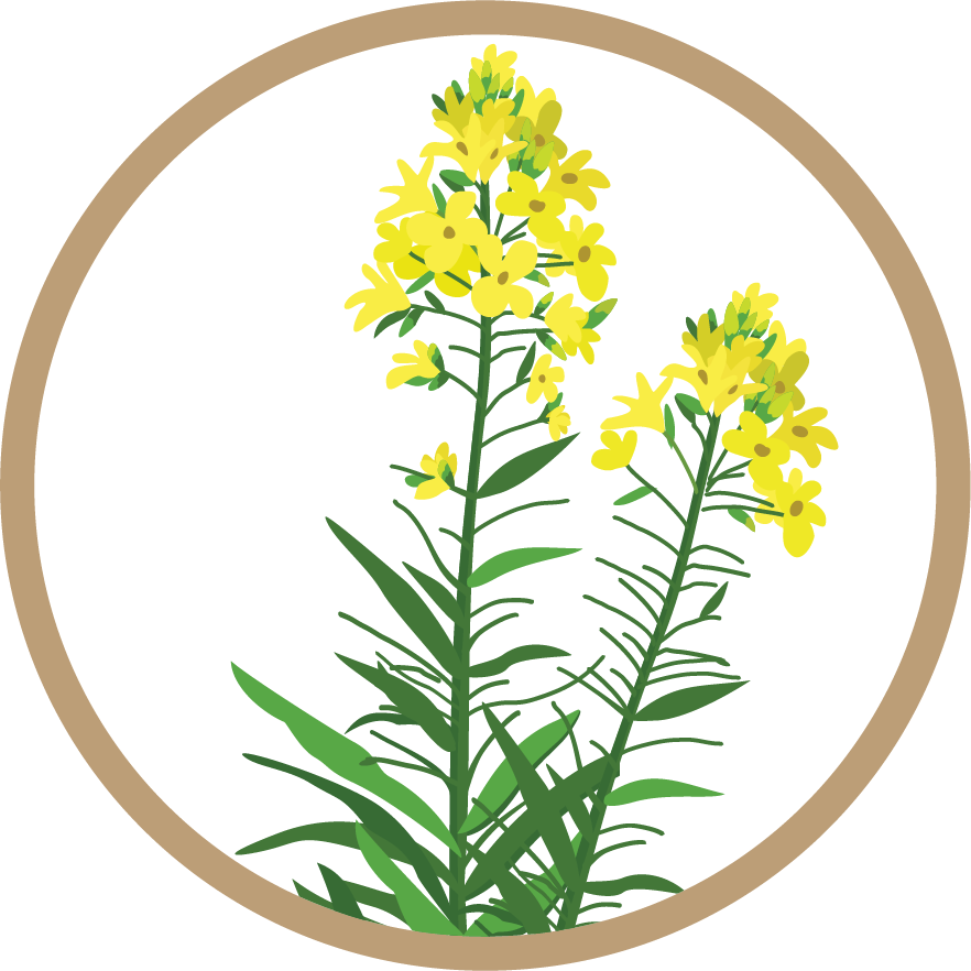 Kern 966 Gold F1 Black Mustard