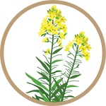 Kern 966 Gold F1 Black Mustard