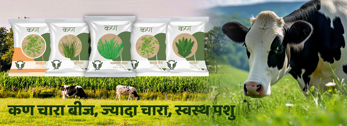 Fodder crops