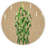 Dodda F1 Multicut Bajra