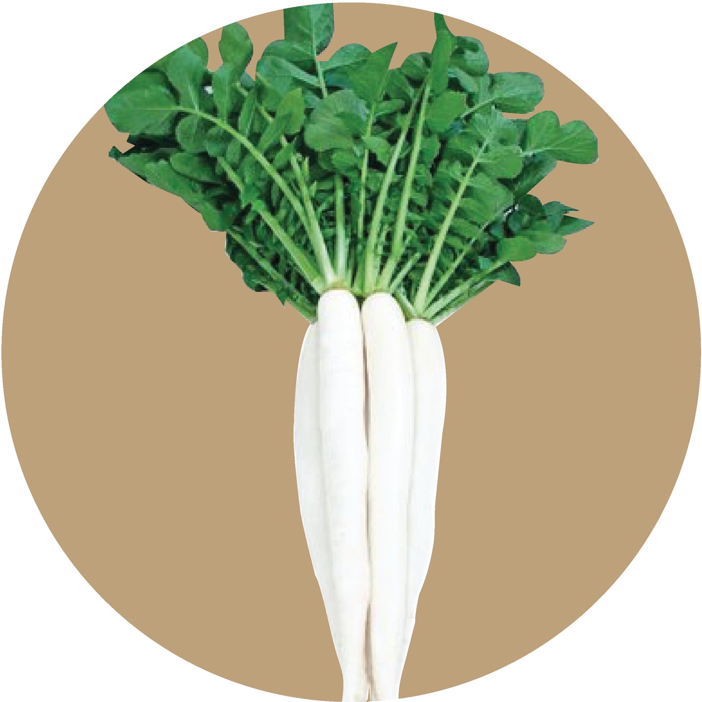 Kern 762 Hybrid Radish