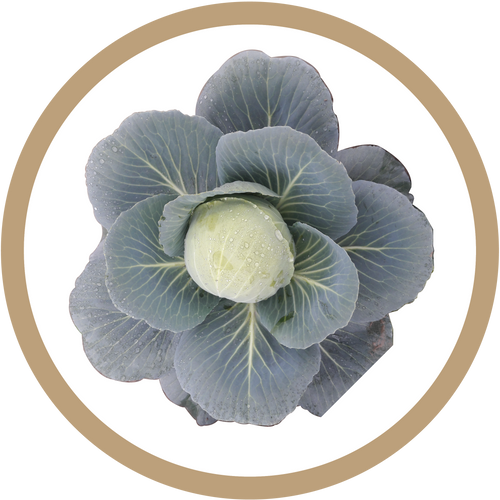 Kern 862 Hybrid Cabbage
