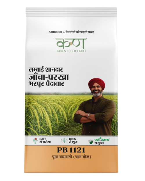 PB 1121 Paddy Basmati