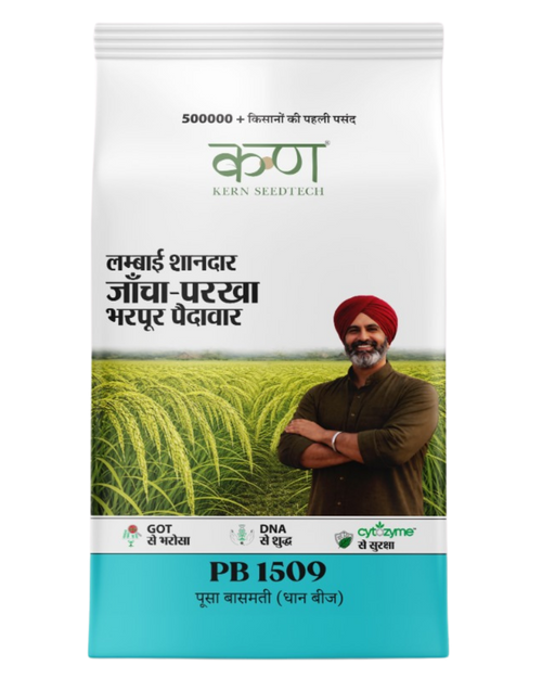 PB 1509 Paddy Basmati