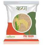 PB 1509 Paddy Basmati