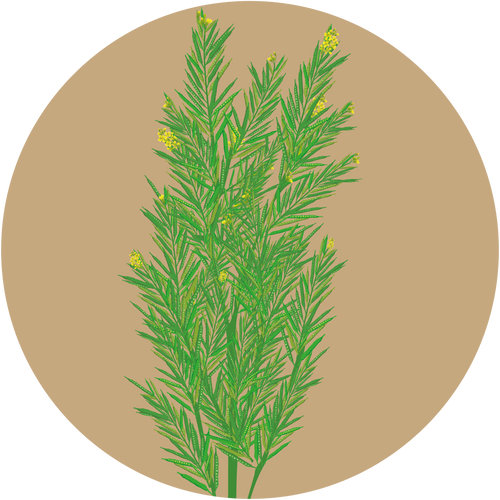 Kern 966 F1 Black Mustard