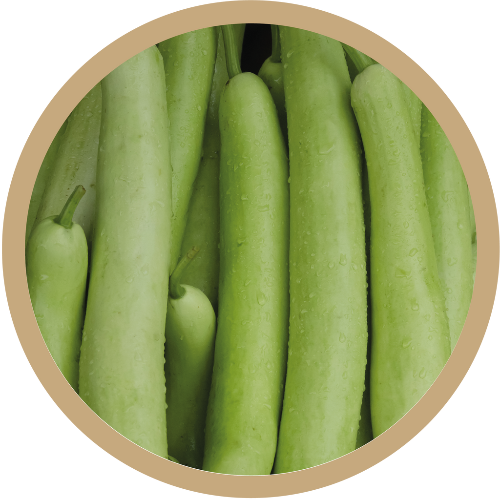Kern 162 F1 Bottle Gourd