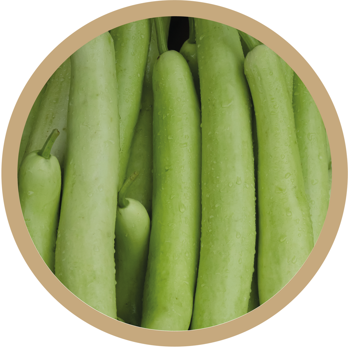 Kern 162 F1 Bottle Gourd