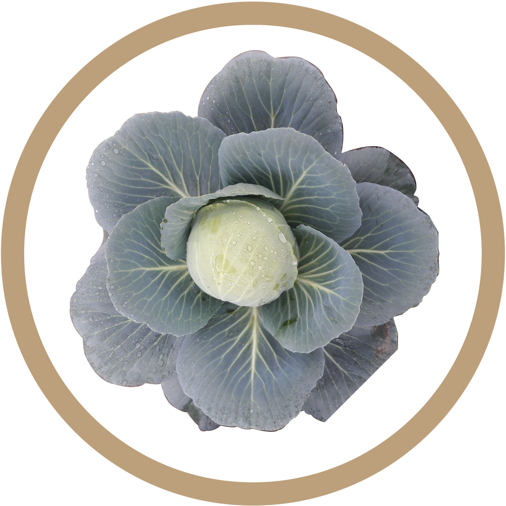 Kern 860 F1 Cabbage