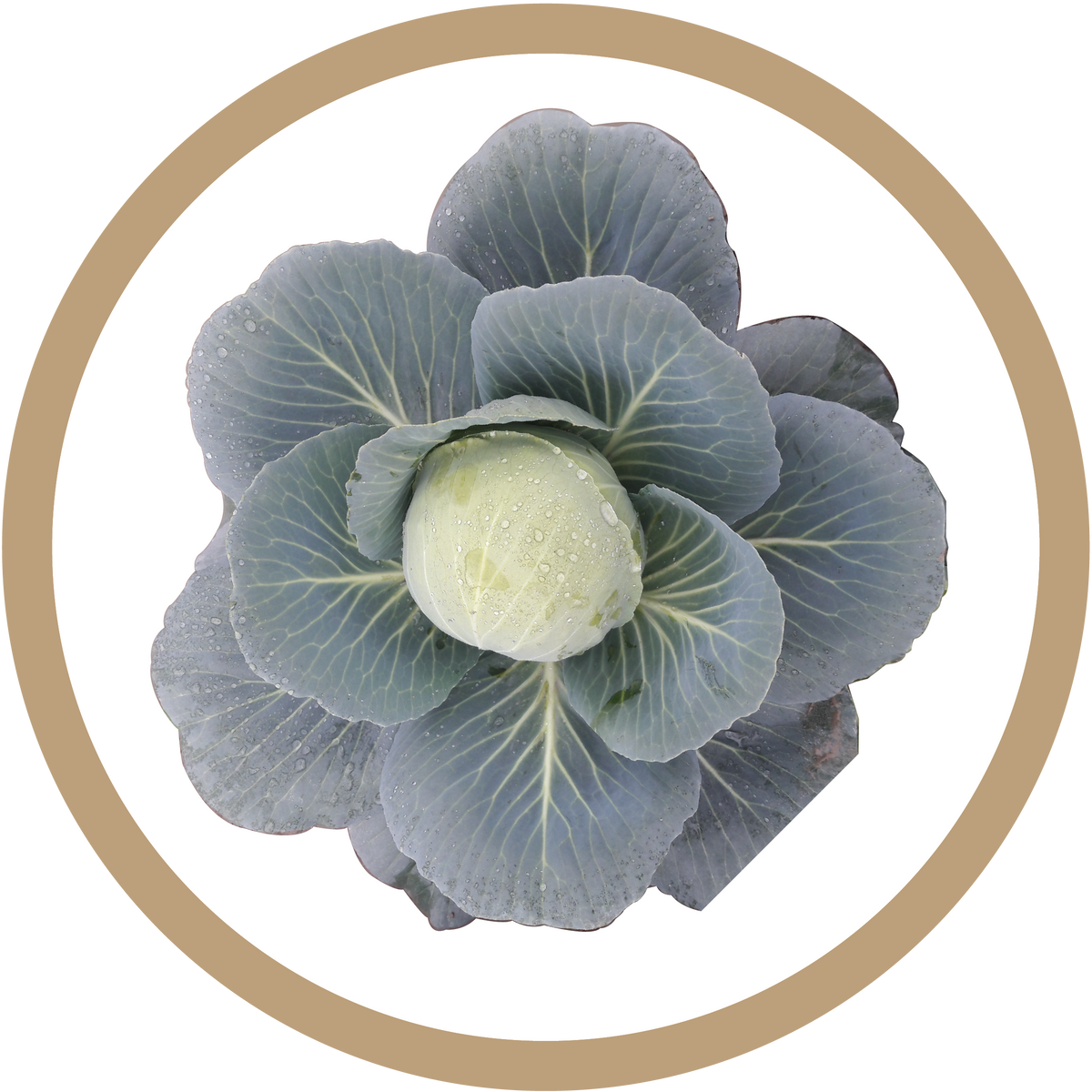 Kern 860 F1 Cabbage
