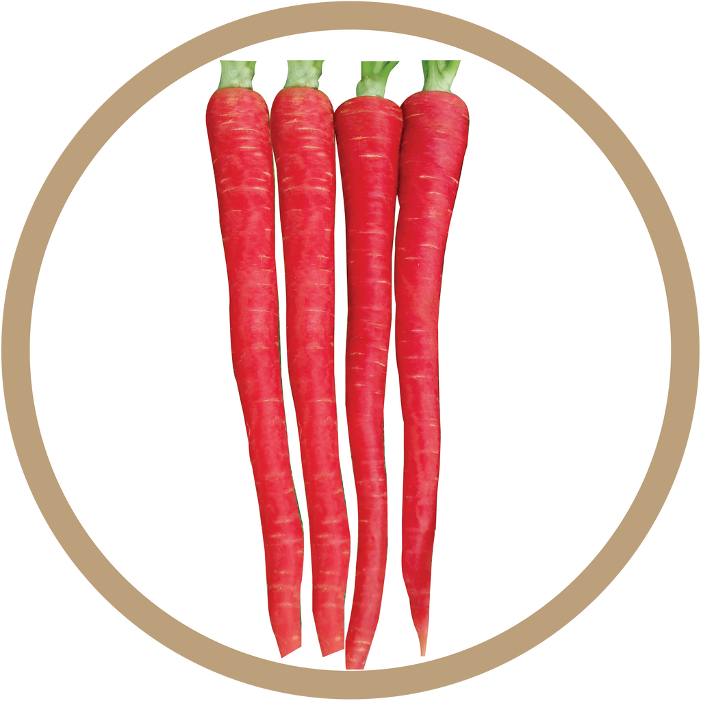 Kern 313 Desi Red Carrot