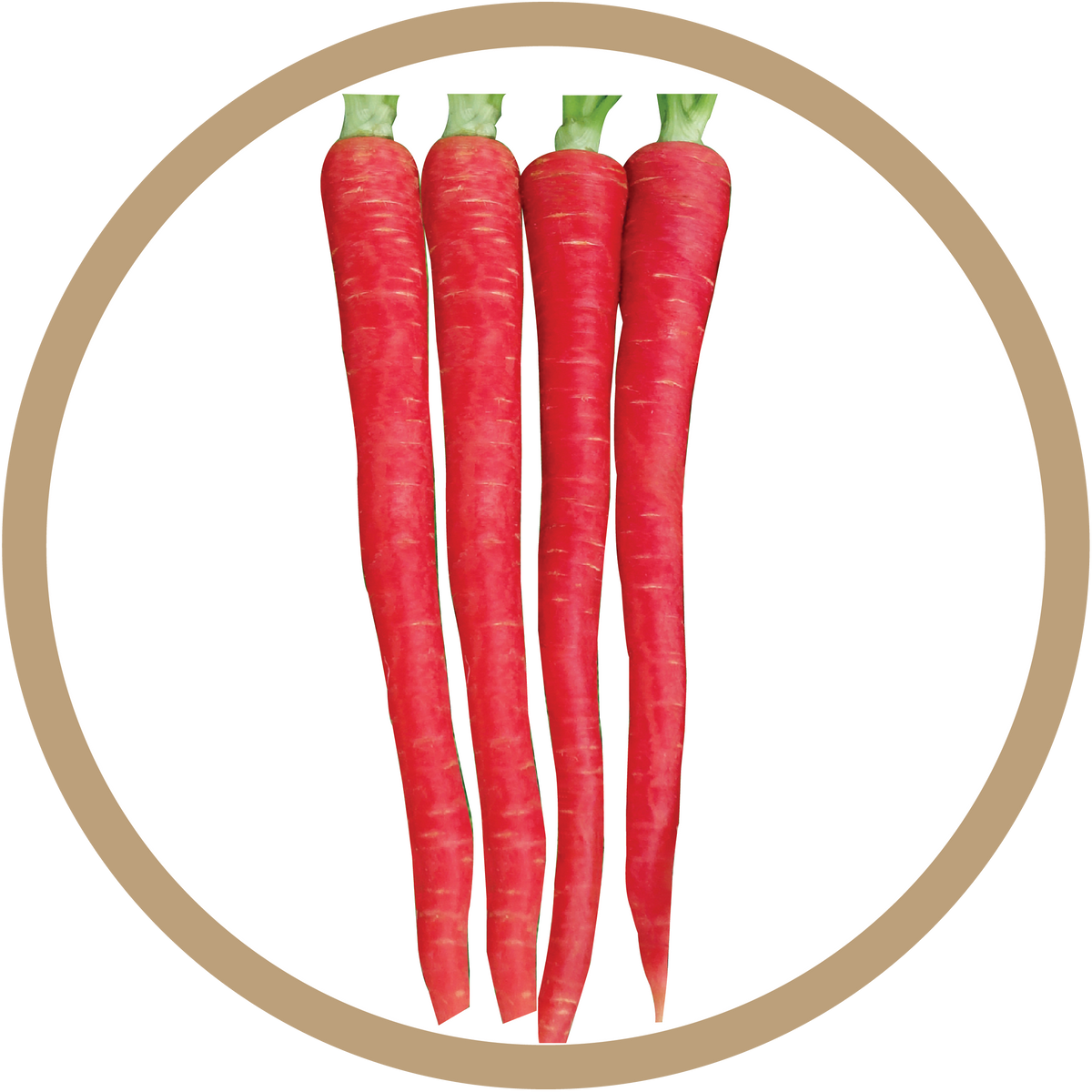 Kern 313 Desi Red Carrot