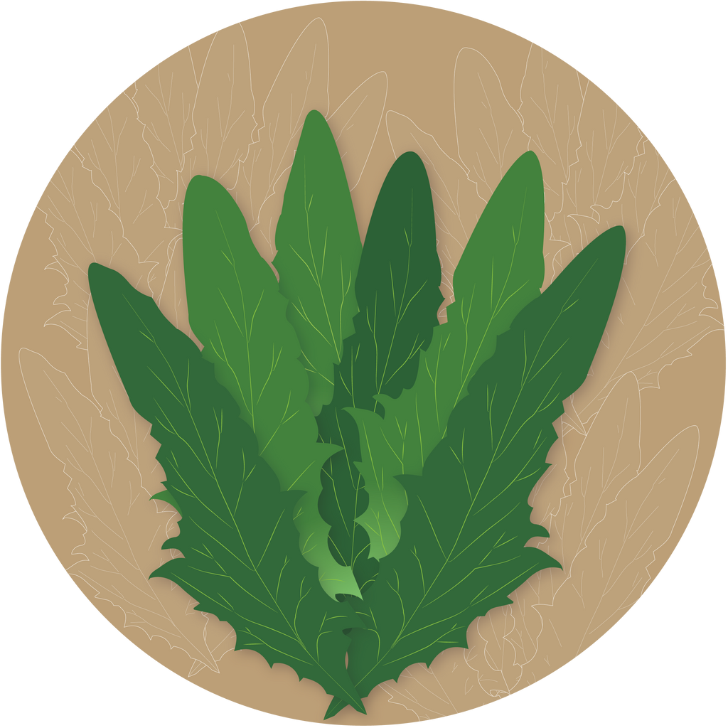 Chatori Chicory