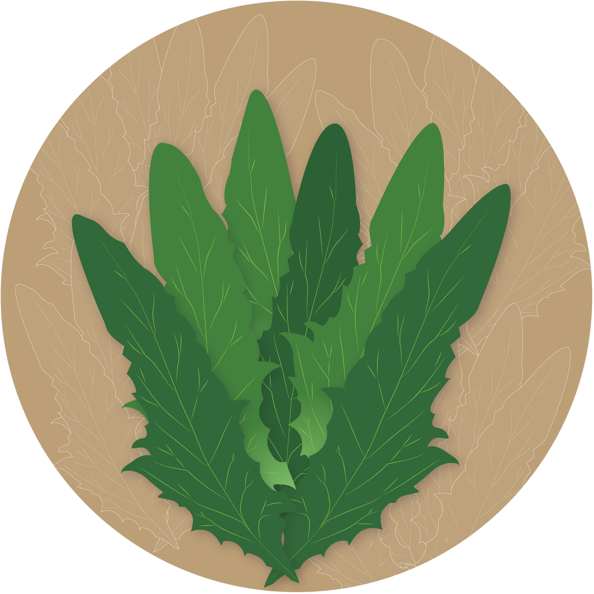 Chatori Chicory