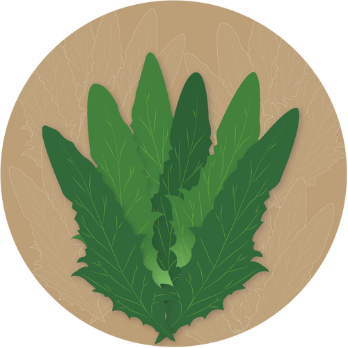 Chatori Chicory