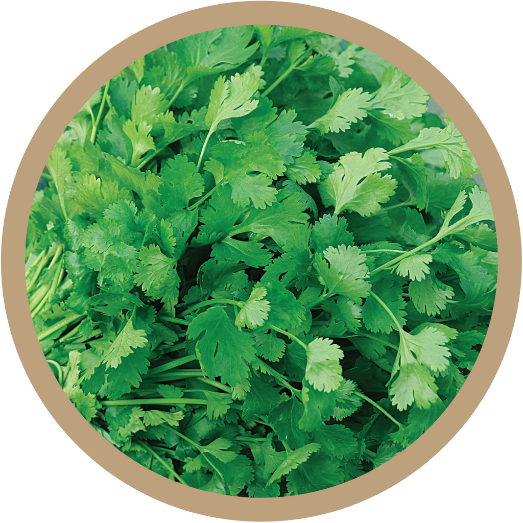 Kerncoriander, front  
